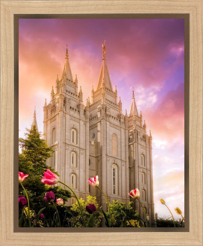 Salt Lake Tulips