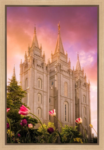Salt Lake Tulips