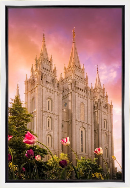 Salt Lake Tulips