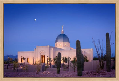 Tucson Cactus Morning
