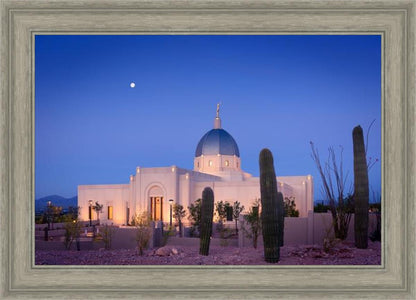 Tucson Cactus Morning
