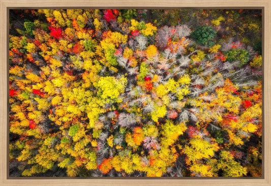 Sacred Grove Autumn From Heaven