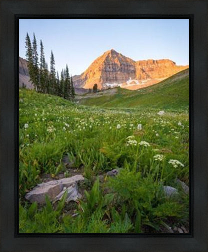 The Meadow
