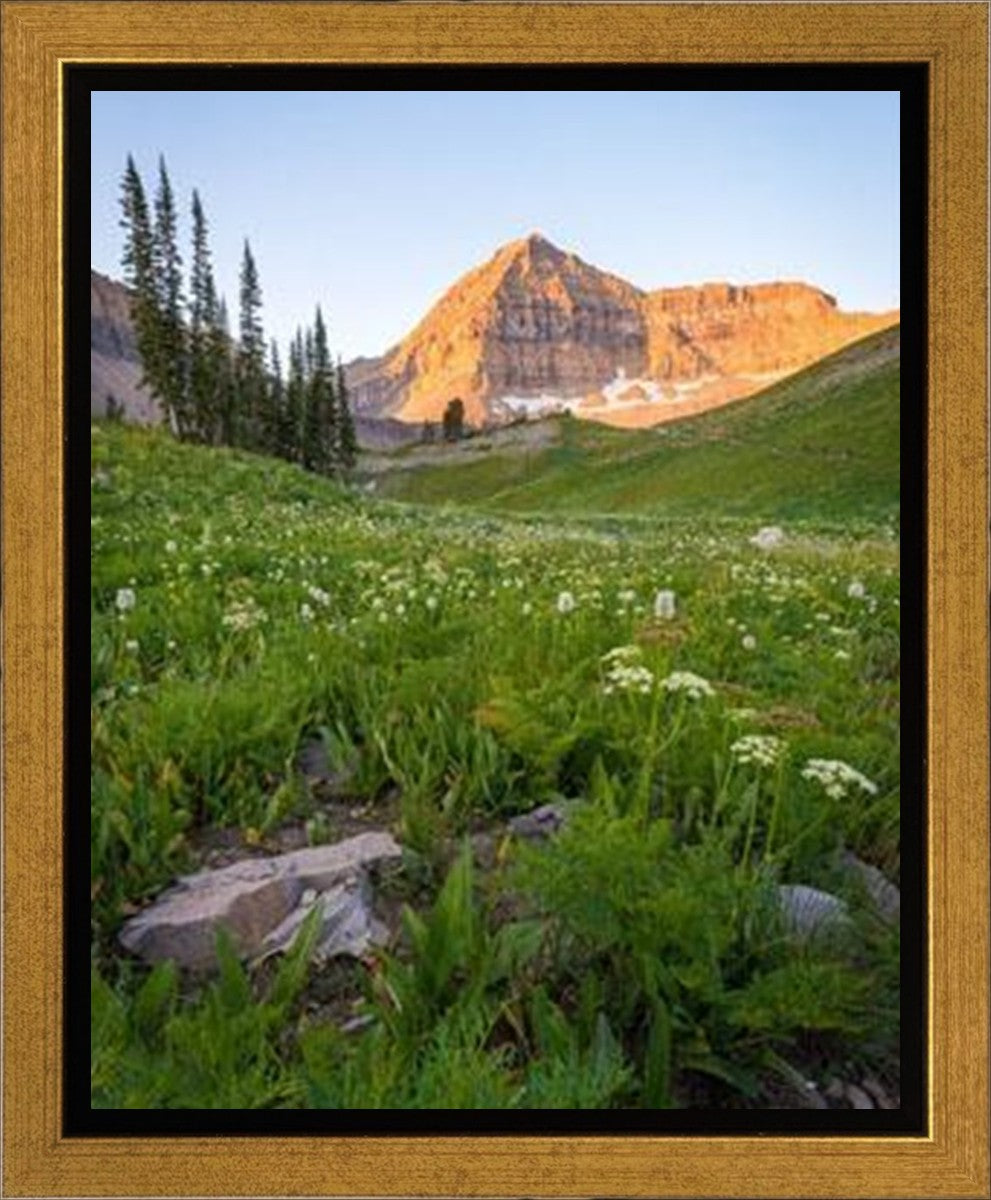 The Meadow