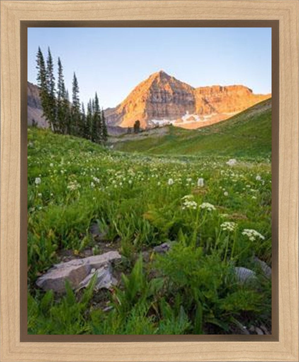 The Meadow