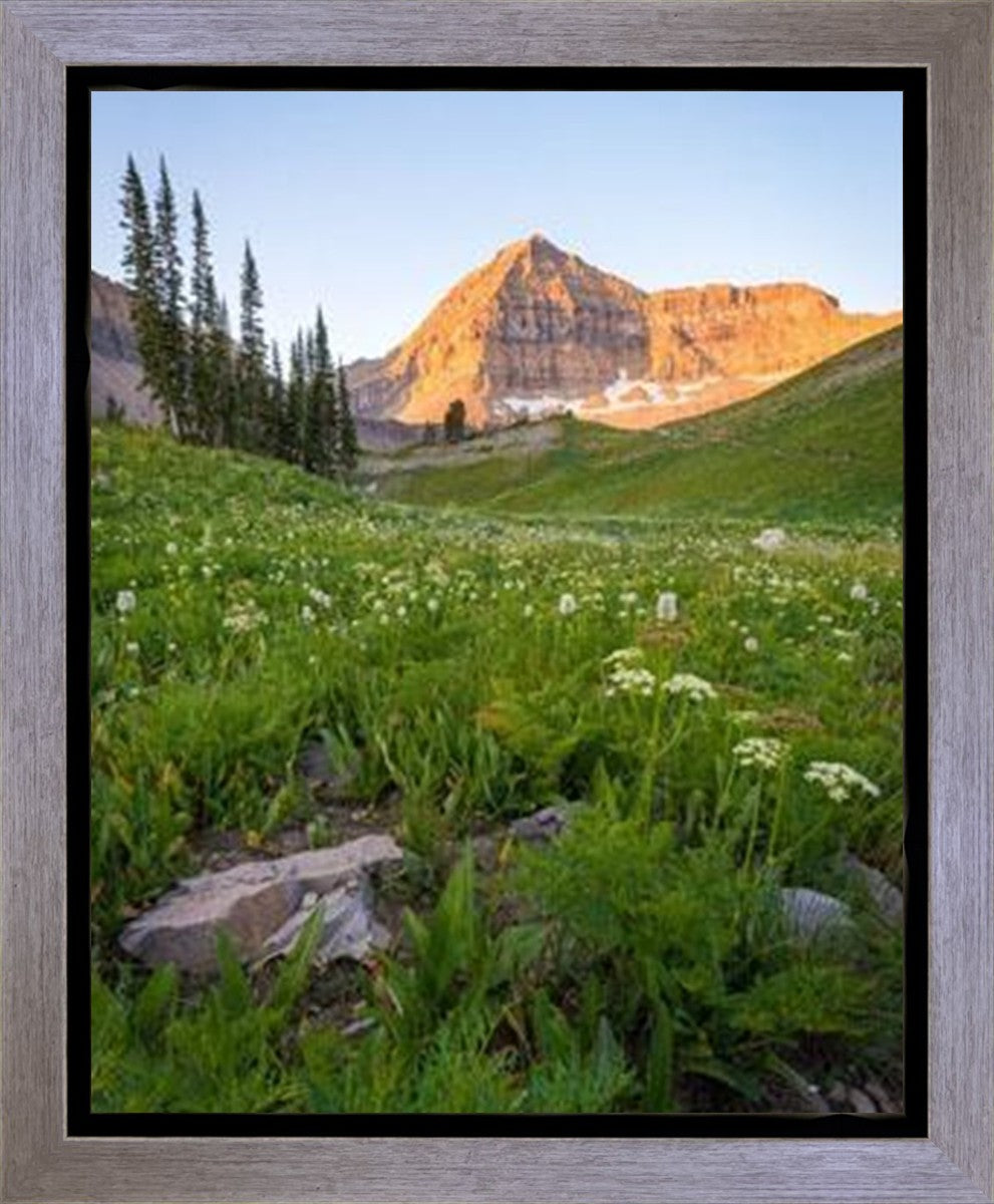 The Meadow