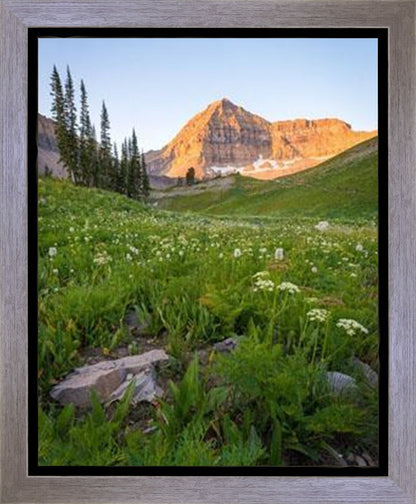 The Meadow