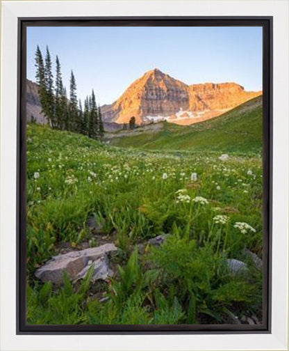 The Meadow