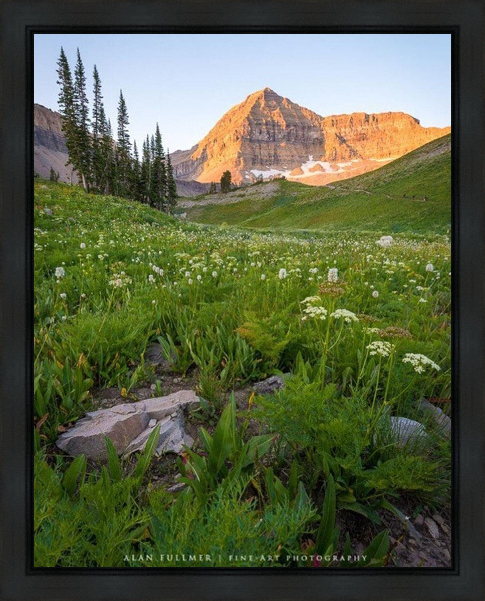 The Meadow