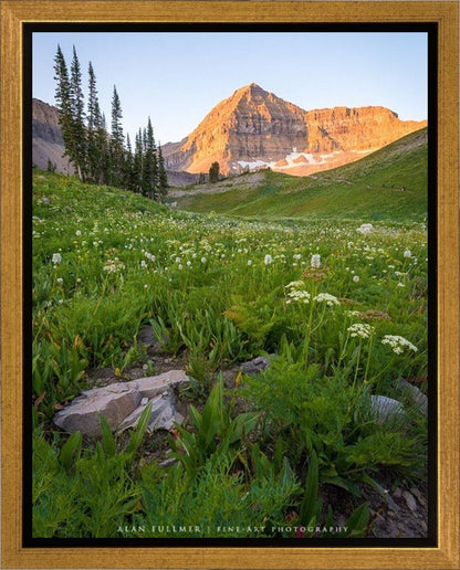 The Meadow
