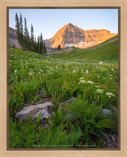The Meadow