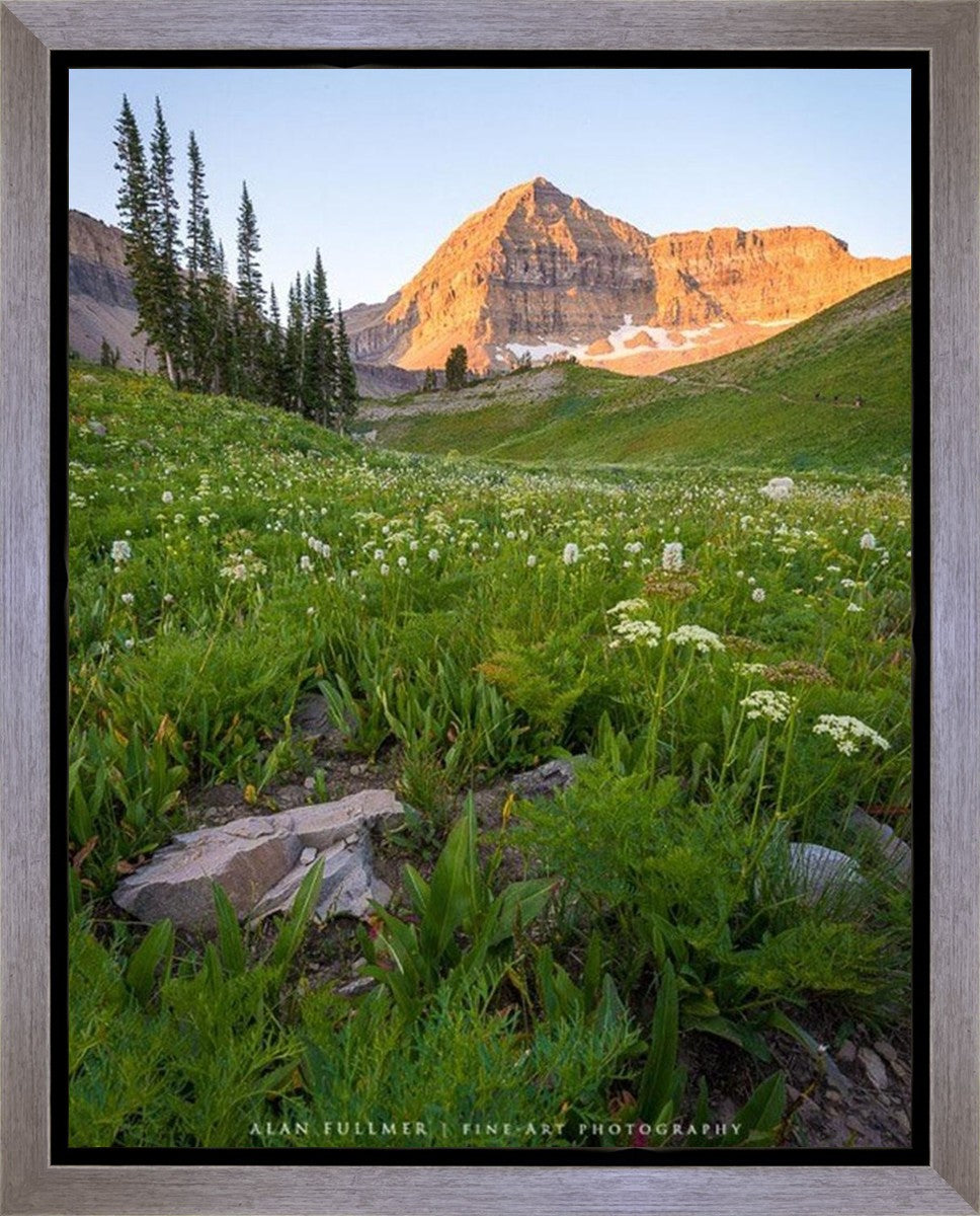 The Meadow