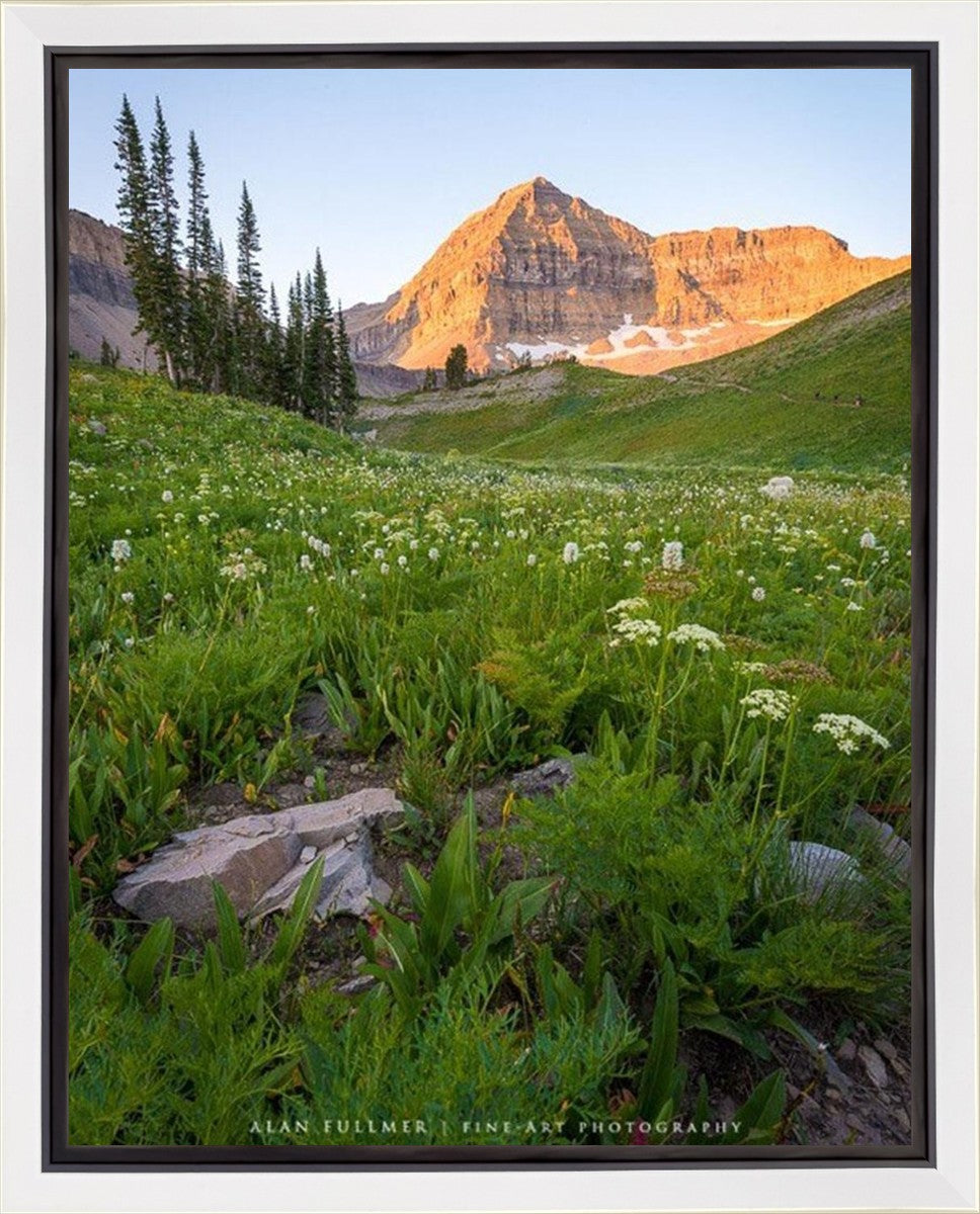 The Meadow