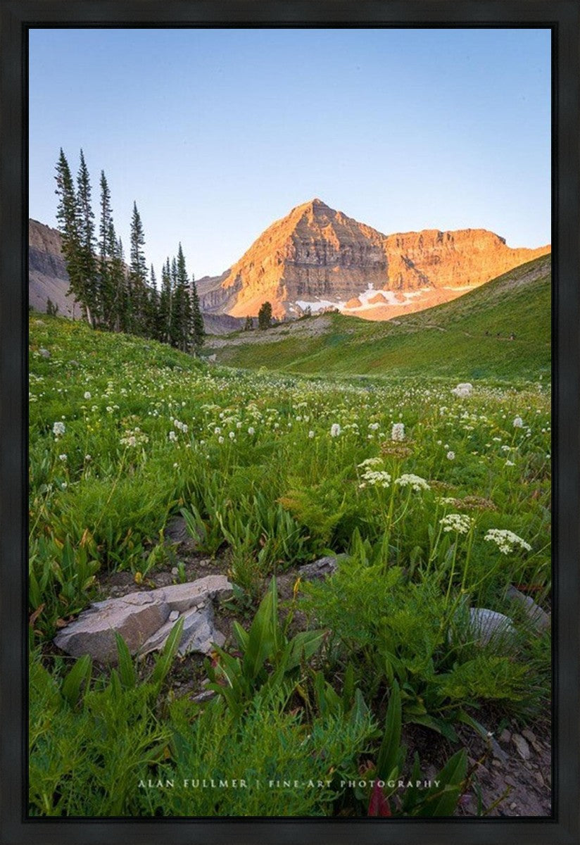 The Meadow