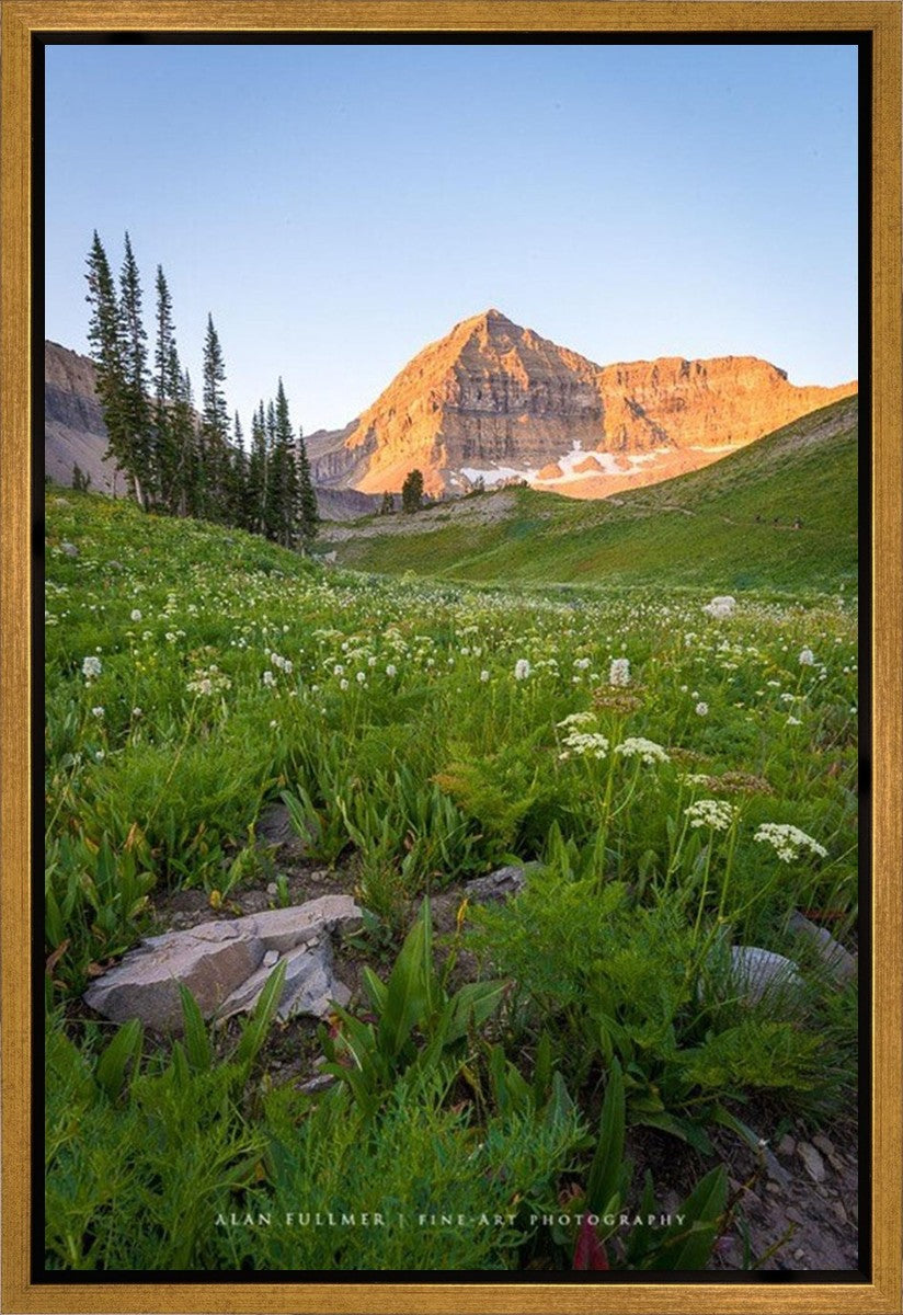 The Meadow