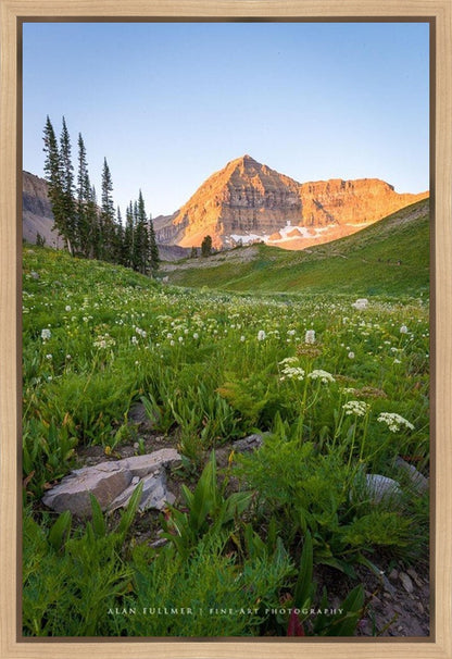 The Meadow