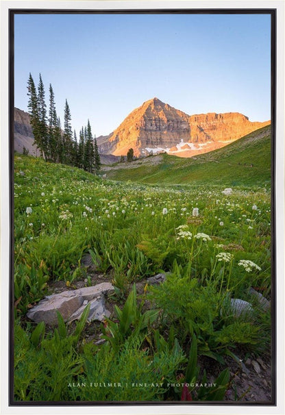 The Meadow