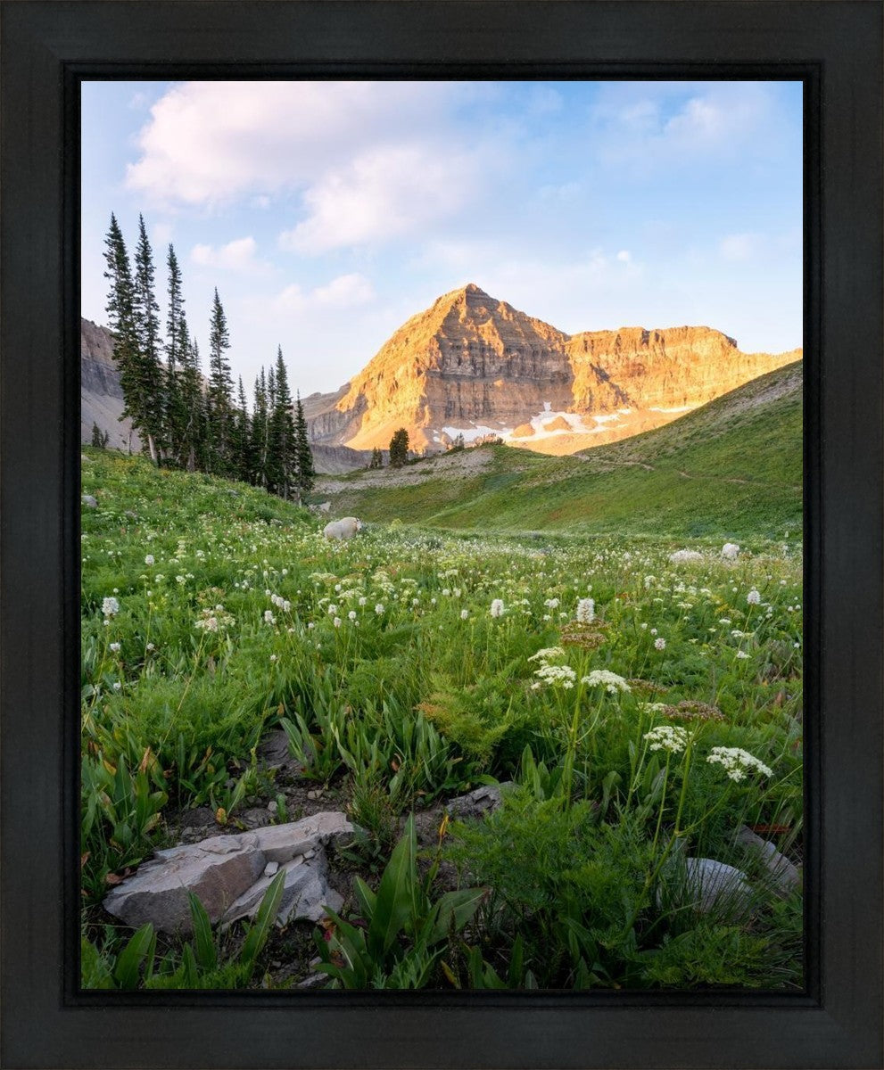Timpanogos Meadow