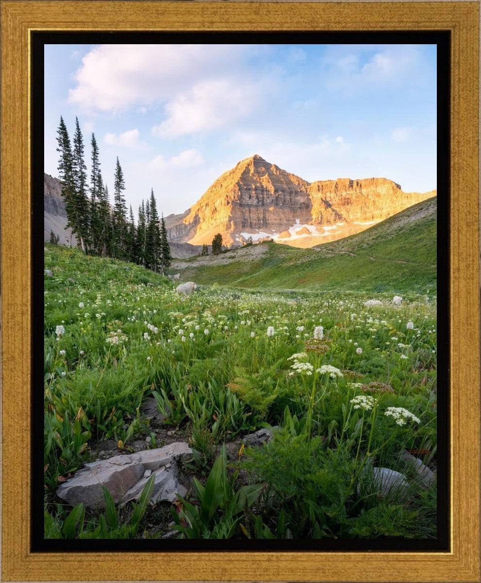 Timpanogos Meadow