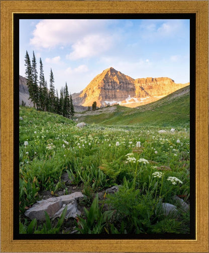Timpanogos Meadow