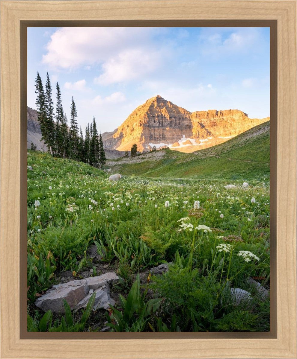 Timpanogos Meadow