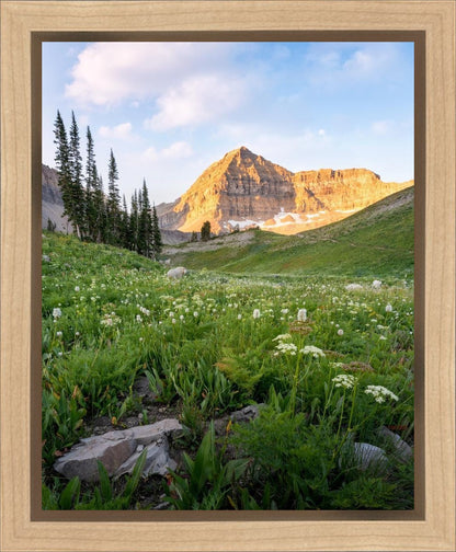 Timpanogos Meadow