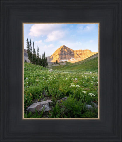 Timpanogos Meadow