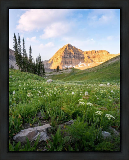 Timpanogos Meadow