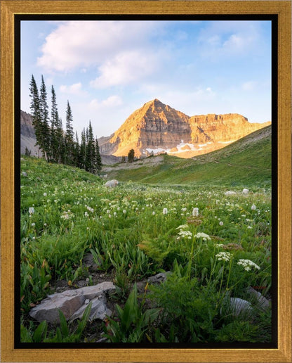 Timpanogos Meadow