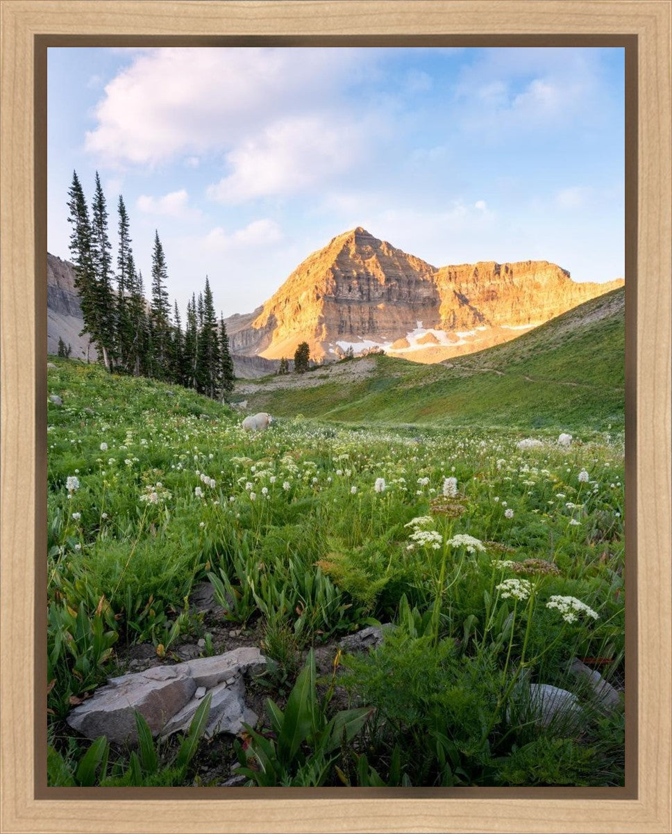 Timpanogos Meadow