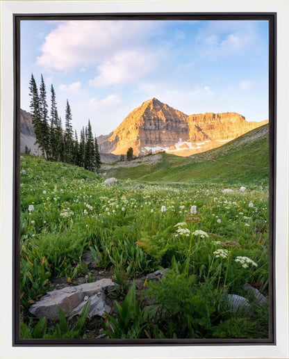 Timpanogos Meadow