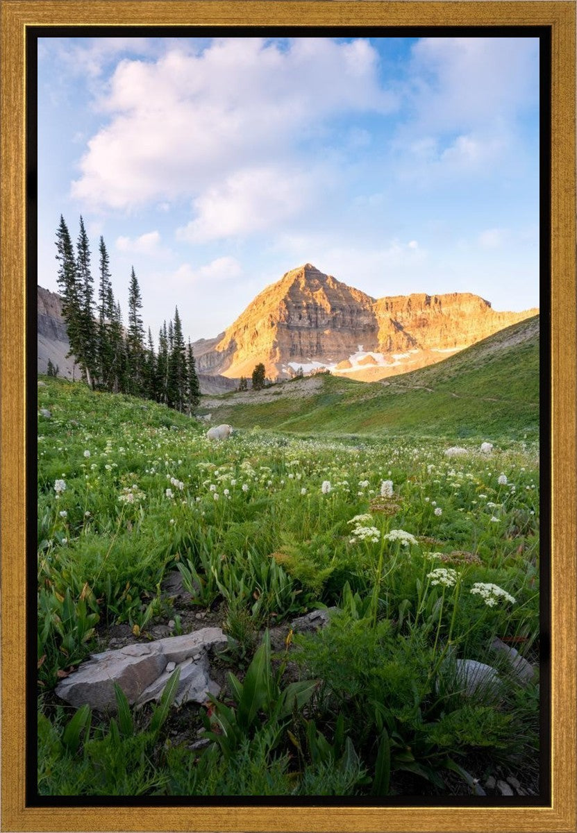 Timpanogos Meadow