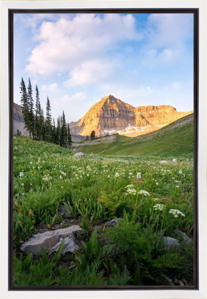 Timpanogos Meadow