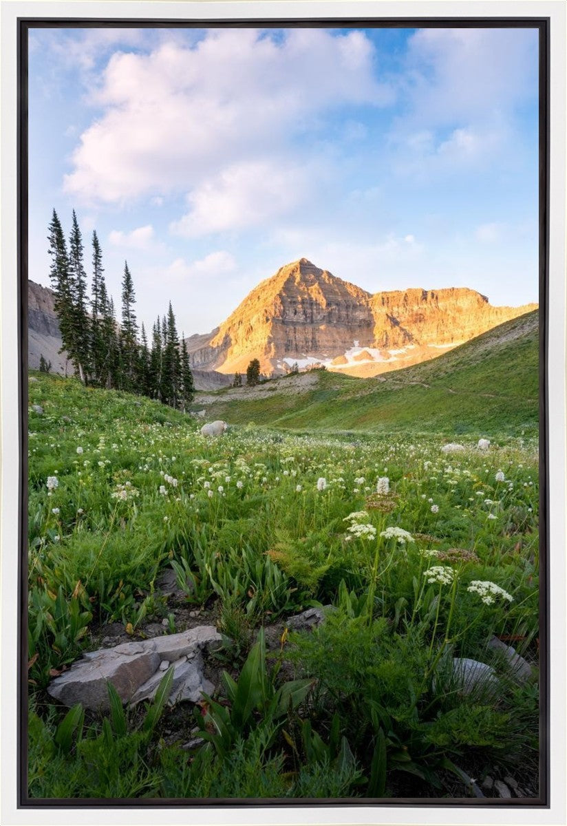 Timpanogos Meadow