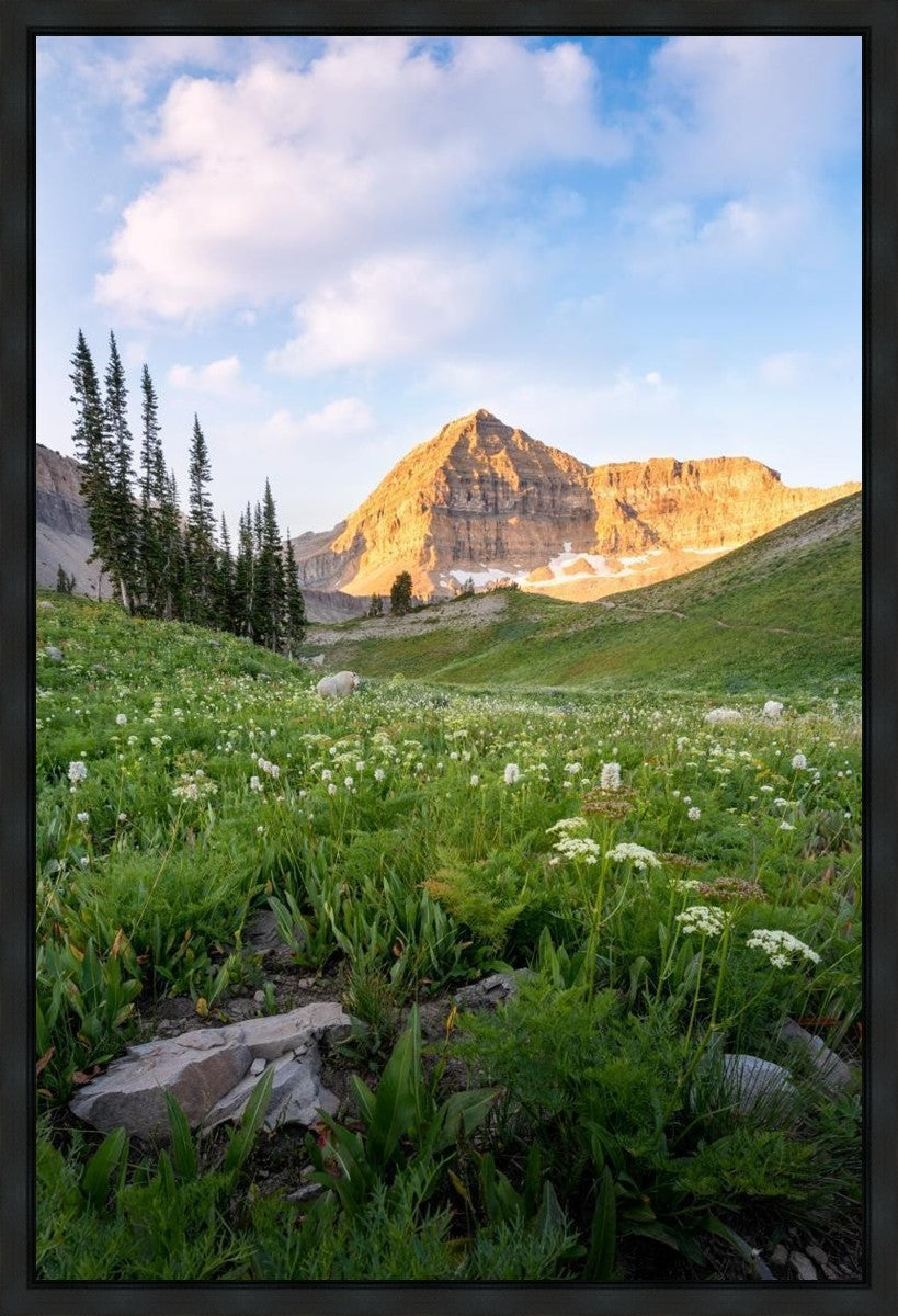 Timpanogos Meadow
