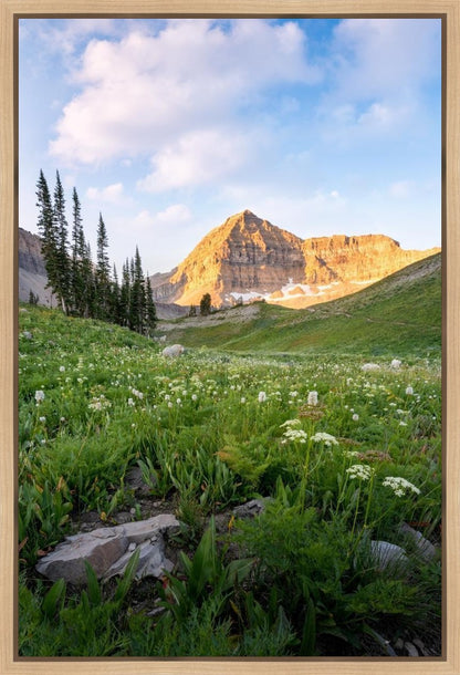 Timpanogos Meadow
