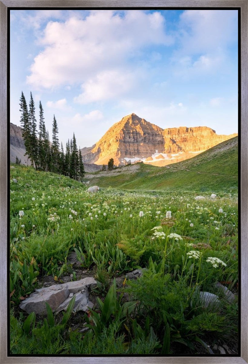 Timpanogos Meadow