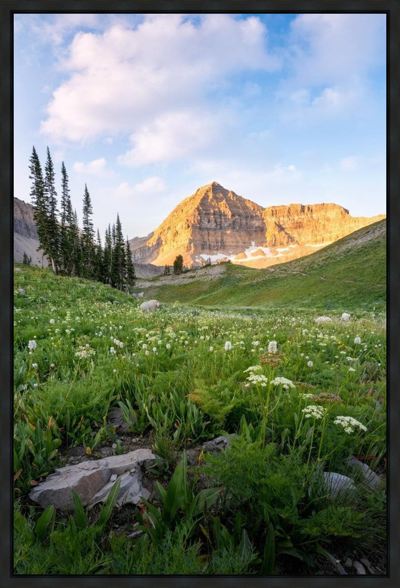 Timpanogos Meadow