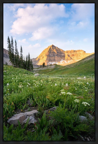 Timpanogos Meadow