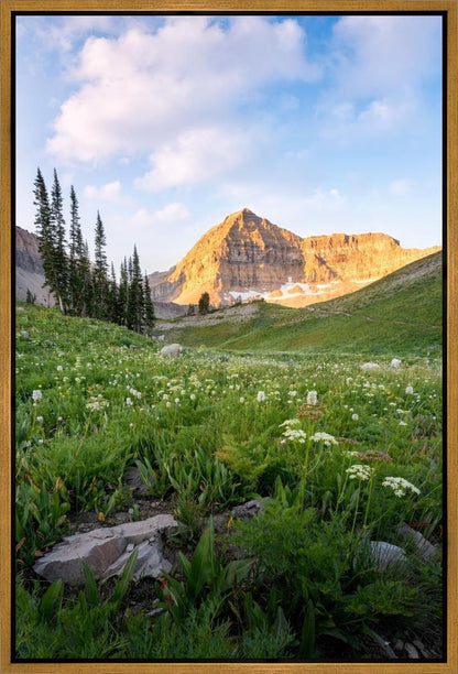 Timpanogos Meadow