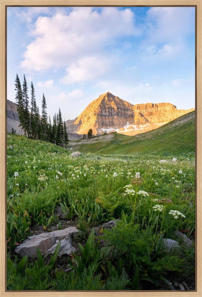 Timpanogos Meadow