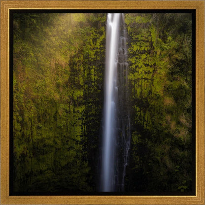 Akaka Falls Aloha