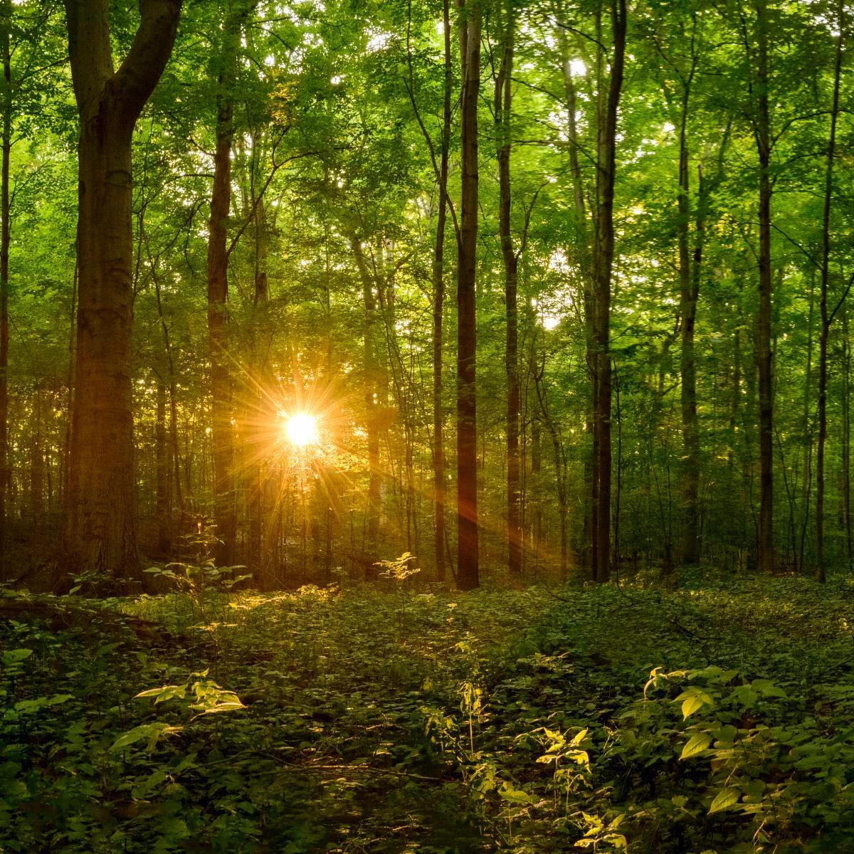 Sacred Morning