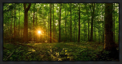 Sacred Morning Gallery Wrap