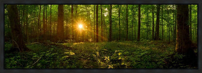 Sacred Morning Gallery Wrap