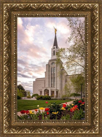 Boston Temple Spring Tulips