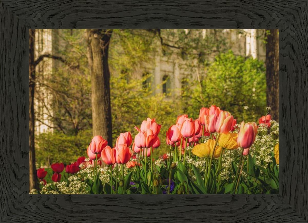 Salt Lake in the Garden