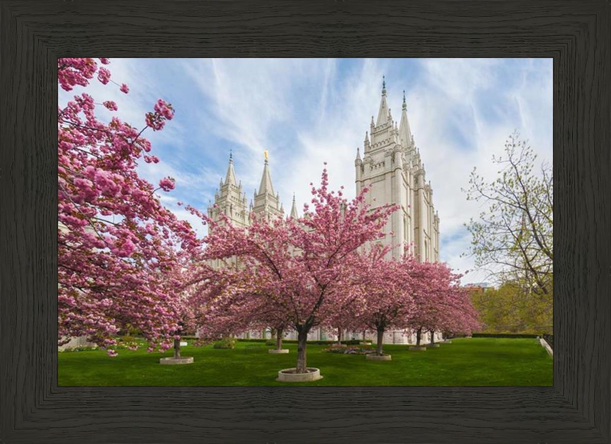 Salt Lake Spring Blossoms
