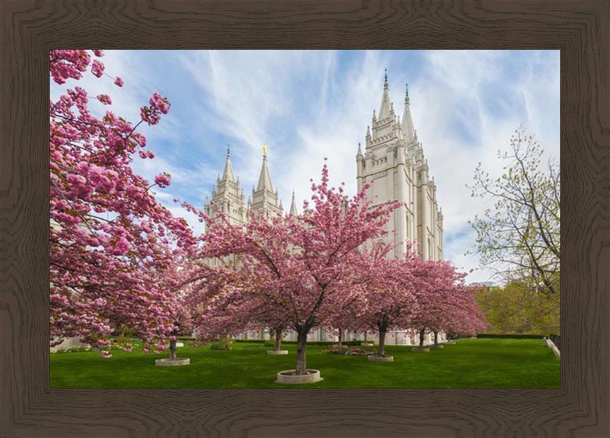 Salt Lake Spring Blossoms