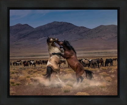 Desert Duel